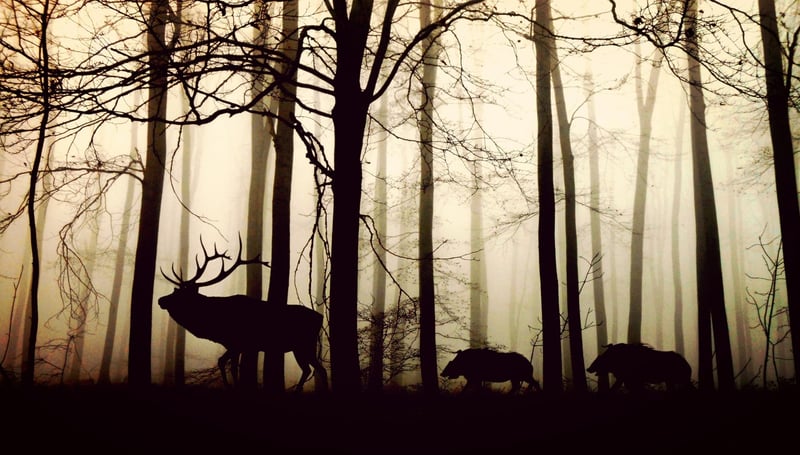 Silent Witnesses